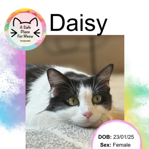 Daisy - Domestic Shorthair available for adoption in Darwin