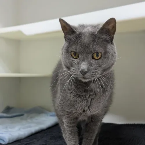 Tammie - Domestic Shorthair cat available for adoption at Mornington Peninsula Shire Community Animal Shelter in Melbourne