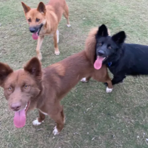 Bear, Storm & Shadow - Dingo Hybrid available for adoption in Newcastle