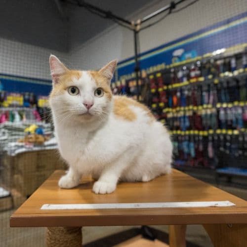 Sun - Domestic Shorthair cat available for adoption at Brighter Future Cat Rescue in Sydney