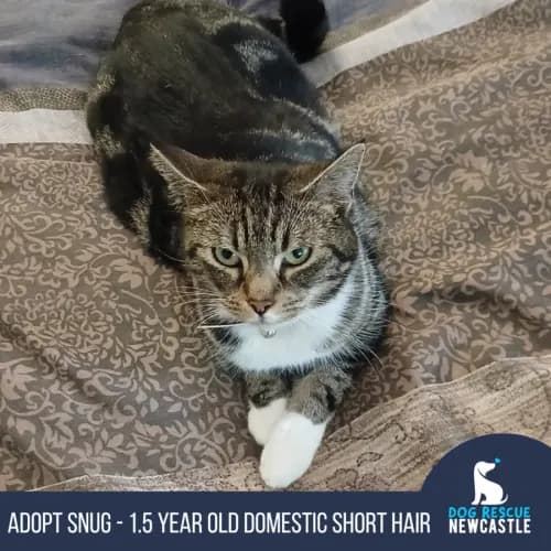 Snug - Domestic Shorthair available for adoption in Newcastle