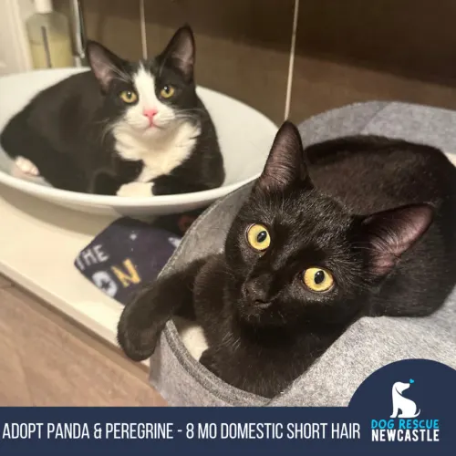 Panda & Peregrine - Domestic Shorthair available for adoption in Newcastle