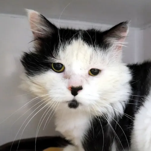 Tux - Domestic Shorthair cat available for adoption at Cat Protection Society of Victoria in Melbourne