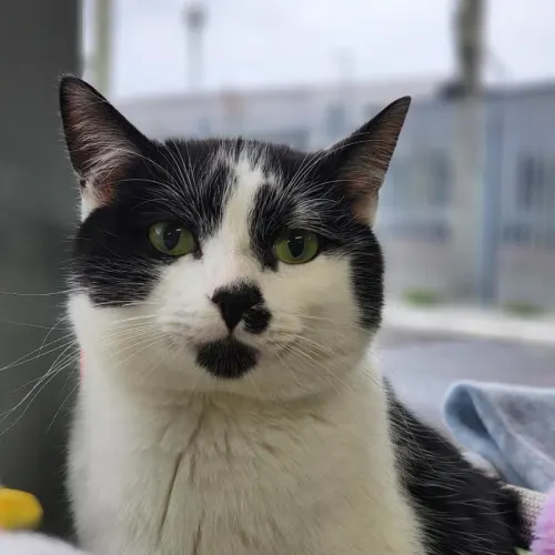 Captain - Domestic Shorthair cat available for adoption at Mornington Peninsula Shire Community Animal Shelter in Melbourne