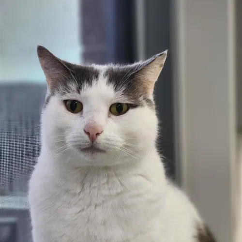Snoop Dog - Domestic Shorthair cat available for adoption at Mornington Peninsula Shire Community Animal Shelter in Melbourne