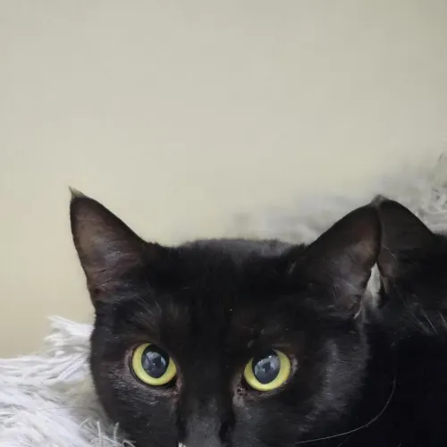 Phaedra - Domestic Shorthair cat available for adoption at Mornington Peninsula Shire Community Animal Shelter in Melbourne