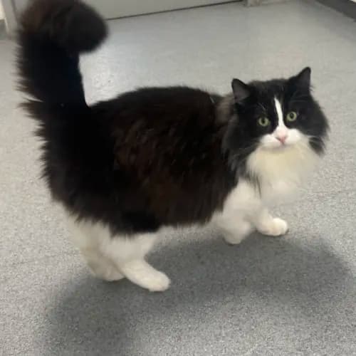 Soltan - Domestic Longhair Mix cat available for adoption at wat djerring Animal Facility (City of Whittlesea) in Melbourne