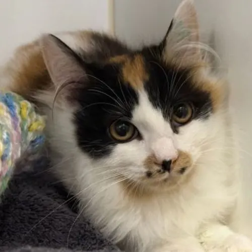 Rani - Domestic Medium Hair cat available for adoption at The Lost Dogs' Home in Melbourne