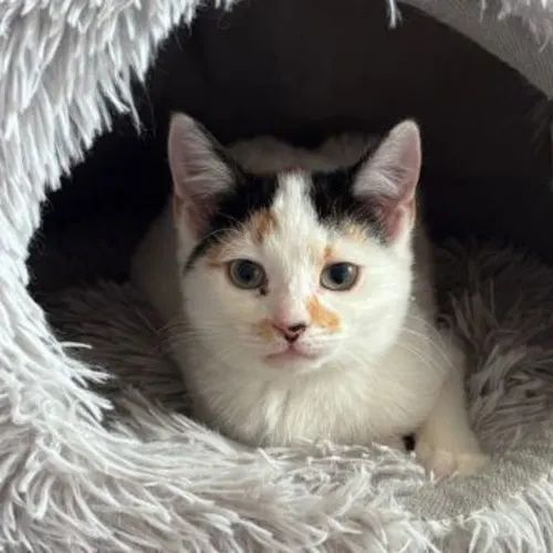 Pepper - Domestic Shorthair cat available for adoption at The Lost Dogs' Home in Melbourne