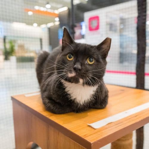 Angus - Domestic Shorthair cat available for adoption at Brighter Future Cat Rescue in Sydney