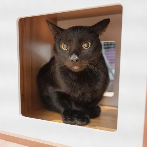 Jax - Domestic Shorthair cat available for adoption in Sydney