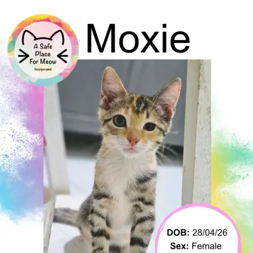 Moxie - Domestic Shorthair available for adoption in Darwin