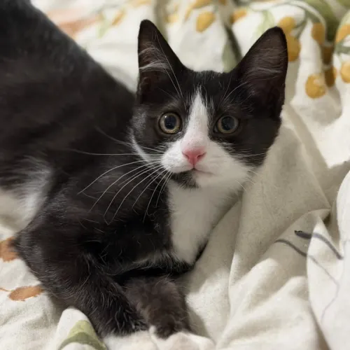 Tod - Domestic Shorthair cat available for adoption at Brighter Future Cat Rescue in Sydney