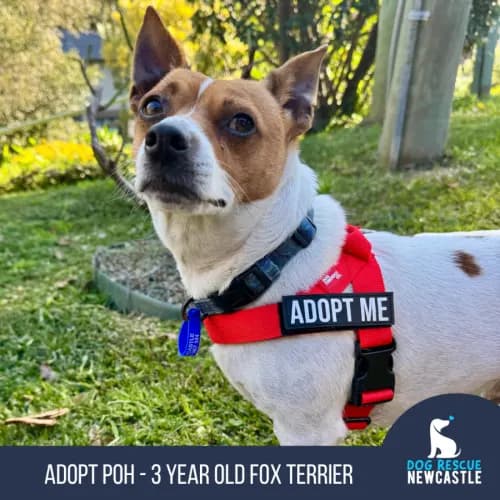 Poh - Fox Terrier available for adoption in Newcastle