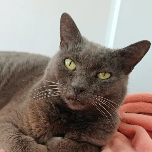Alice - Domestic Shorthair cat available for adoption at Wollongong City Council (Wollongong Pet Connection) in Wollongong