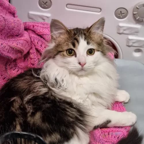 Nova - Domestic Longhair cat available for adoption in Ballarat
