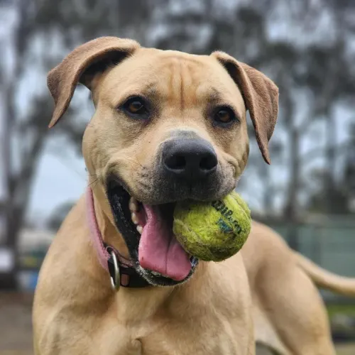 Penelope - Mixed Breed available for adoption in Melbourne