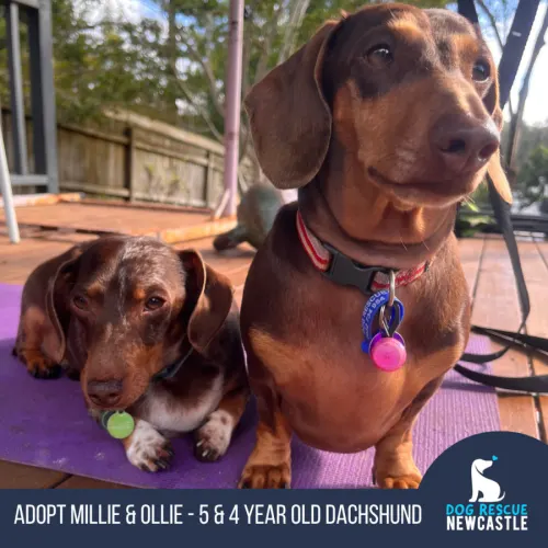 Millie & Ollie - Dachshund available for adoption in Newcastle