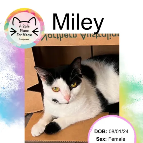Miley - Domestic Shorthair cat available for adoption at A Safe Place for Meow in Darwin