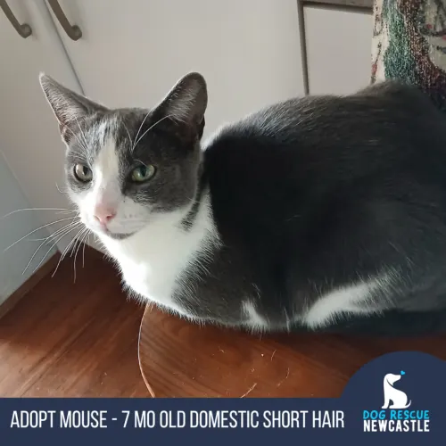 Mouse - Domestic Shorthair cat available for adoption at Dog Rescue Newcastle in Newcastle