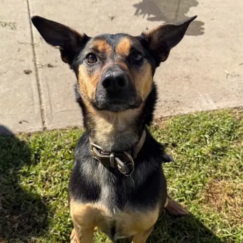 Angel - Kelpie Cross available for adoption in Melbourne