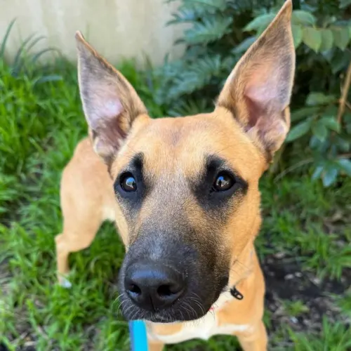 Happy - Mixed Breed available for adoption in Sydney