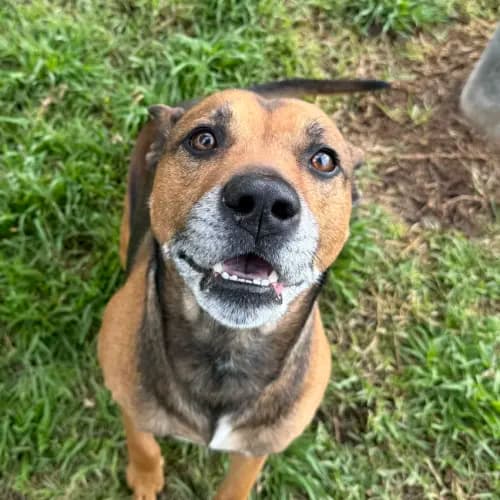 Scooby - Staffy x Kelpie Cross available for adoption in Melbourne