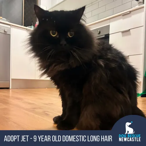 Jet - Domestic Longhair cat available for adoption at Dog Rescue Newcastle in Newcastle