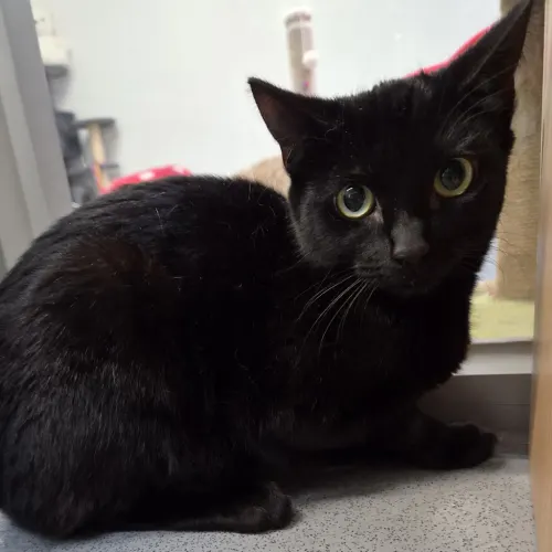 Sambucca - Domestic Shorthair cat available for adoption at wat djerring Animal Facility (City of Whittlesea) in Melbourne