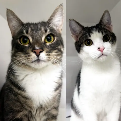 Sigma & Matty - Domestic Shorthair cat available for adoption at Cat Protection Society of Victoria in Melbourne