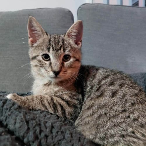 Declan - Domestic Shorthair cat available for adoption at Brighter Future Cat Rescue in Sydney