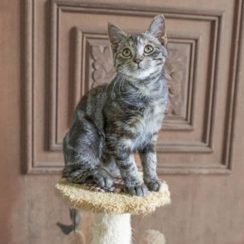Pancake - Domestic Shorthair cat available for adoption at Brighter Future Cat Rescue in Sydney