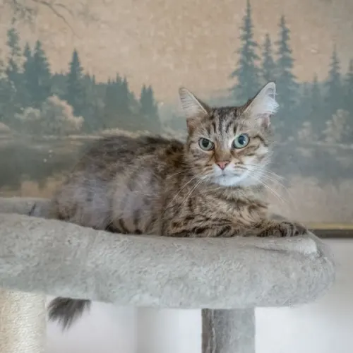 Moon - Domestic Shorthair cat available for adoption in Sydney
