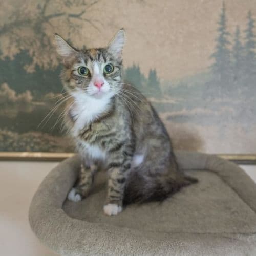 Galaxy - Domestic Shorthair cat available for adoption at Brighter Future Cat Rescue in Sydney