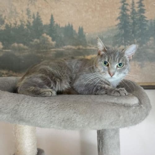 Blair - Domestic Shorthair cat available for adoption at Brighter Future Cat Rescue in Sydney