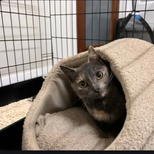 Minx - Domestic Shorthair available for adoption in Sydney