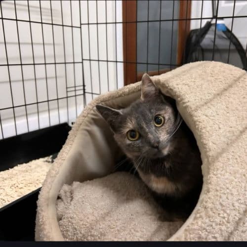 Minx - Domestic Shorthair cat available for adoption at Brighter Future Cat Rescue in Sydney
