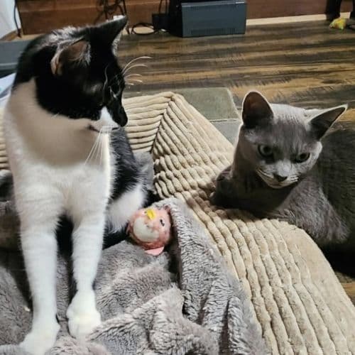Heidi And Icy - Domestic Shorthair cat available for adoption at Brighter Future Cat Rescue in Sydney