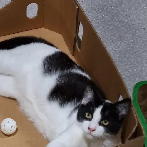 Cristiano Ronaldo - Domestic Shorthair cat available for adoption in Ballarat