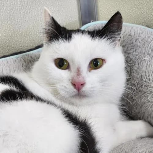 Mami Shelby - Domestic Shorthair cat available for adoption at Mornington Peninsula Shire Community Animal Shelter in Melbourne