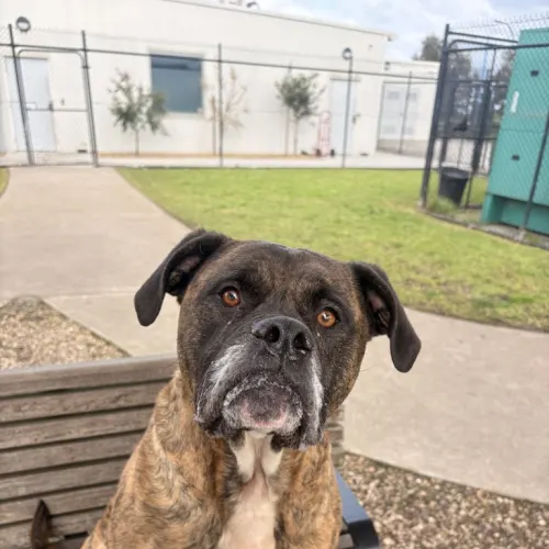 Cash - Boxer Cross available for adoption in Melbourne
