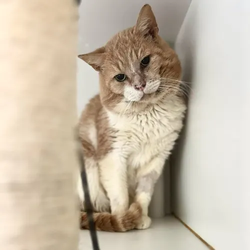 Greg - Domestic Shorthair cat available for adoption at Sutherland Shire Council Animal Shelter in Sydney
