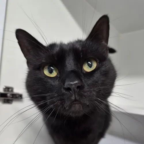 Sebastian - Domestic Shorthair cat available for adoption at wat djerring Animal Facility (City of Whittlesea) in Melbourne