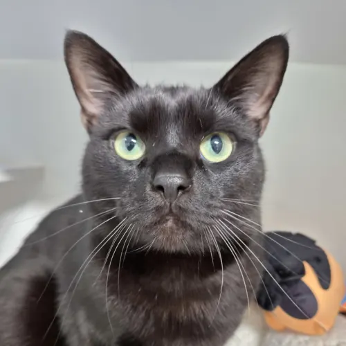 Kai - Domestic Shorthair cat available for adoption at wat djerring Animal Facility (City of Whittlesea) in Melbourne