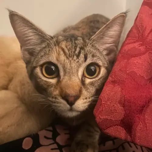 Lola - Domestic Medium Hair cat available for adoption at Dog Rescue Newcastle in Newcastle