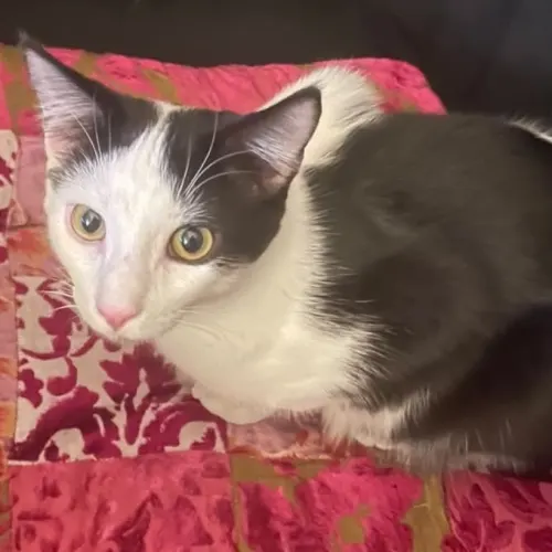 Oscar - Domestic Medium Hair cat available for adoption at Dog Rescue Newcastle in Newcastle