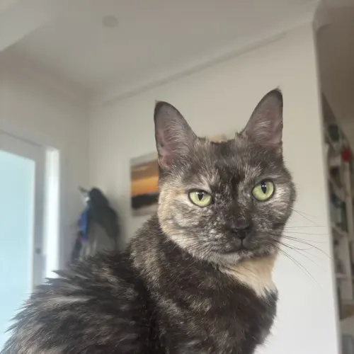 Rocket - Domestic Shorthair cat available for adoption at Wollongong City Council (Wollongong Pet Connection) in Wollongong