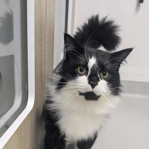 Hamish - Domestic Medium Hair cat available for adoption at Mornington Peninsula Shire Community Animal Shelter in Melbourne