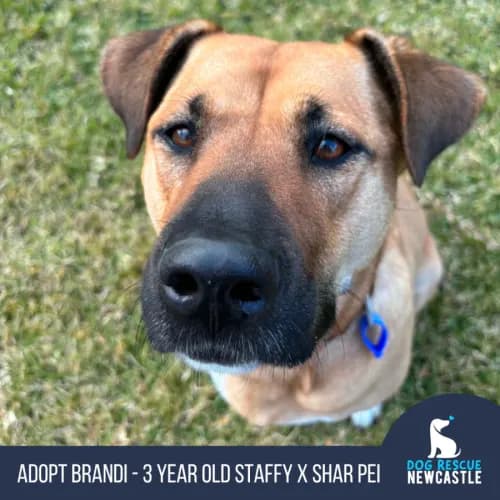 Brandi - Staffordshire Bull Terrier x Shar Pei available for adoption in Newcastle