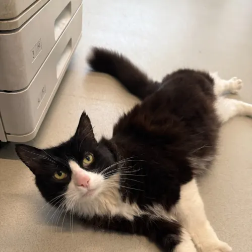 Oscar - Domestic Medium Hair cat available for adoption at Mornington Peninsula Shire Community Animal Shelter in Melbourne